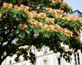 Un arbre à soie aux fleurs roses et jaunes épanouies, avec des feuilles vertes luxuriantes, se dresse devant un immeuble parisien.
