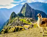 Machu Picchu, gdzie jest? W Andach, z lamą na pierwszym planie, w otoczeniu gór i ruin.