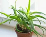 Zielony aloes w doniczce na parapecie. Czy każdy aloes jest leczniczy? Ten wygląda obiecująco, z soczystymi liśćmi.