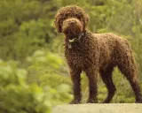 Brązowy lagotto romagnolo z kręconą sierścią stoi na tle zieleni.