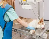 Vétérinaire examinant un chien pour un ostéosarcome. L'espérance de vie d'un chien atteint de cette maladie dépend du stade et du traitement.
