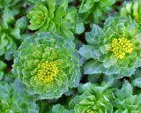 Gros plan sur des rosettes de feuilles vertes et charnues, certaines avec des bourgeons floraux jaunes. Ces plantes rappellent les bienfaits de la rhodiola.