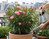 Un laurier rose en pleine floraison, arrosé par une main tenant un arrosoir. Un bon engrais pour laurier rose assure une telle beauté.