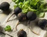 Radis noirs prêts à être semés. Ces légumes racines foncés sont parfaits pour une récolte d'automne.