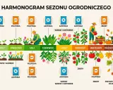 Harmonogram nawożenia: Azofoska w marcu i maju, Polifoska w maju i wrześniu. Wzrost i kwitnienie w czerwcu, lipcu, sierpniu. Zbiory we wrześniu.