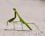 A green praying mantis stands alert on sandy ground, its forelegs raised, a sign of praying mantis season.