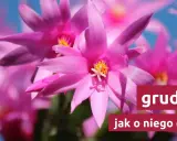Grudnik: Jak kwitnie i co zrobić, by obsypał się kwiatami?