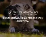 Pogryzienie przez psa: Co robić? Pierwsza pomoc, lekarz, odszkodowanie