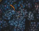 Gros plans sur des grappes de cépage gamay, d'un bleu profond et velouté, prêtes à être transformées en vin.