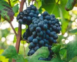 Reife, dunkle Nebbiolo Trauben hängen an der Rebe, umgeben von grünen Blättern und Sonnenlicht.
