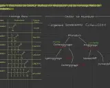 Die homologe Reihe der Alkansäuren zeigt Methansäure bis Hexansäure mit ihren Strukturen und Summenformeln. Die allgemeine Formel ist CnH2n+1COOH.