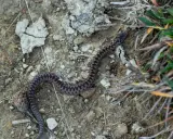 Żmija zygzakowata, wężowaty gad z charakterystycznym zygzakiem na grzbiecie, jest jadowita. Uważaj na nią w naturze.
