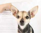 Mały piesek patrzy w obiektyw. Obok dokument "PET INSURANCE". Czy to przyszły pacjent behawiorysty?