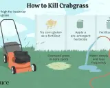 Learn how to kill crabgrass by mowing high, using corn gluten as fertilizer, applying pre-emergent herbicide, overseeding bare spots, and watering deeply.