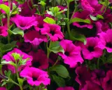 Gros plan sur une jardinière débordante de pétunias fuchsia éclatants. Difficile de compter combien de pétunia dans une jardinière tant ils sont nombreux et luxuriants.