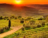 Solnedgång över böljande kullar med vingårdar och olivträd i Toscana. Perfekta toscana tips för en drömresa.