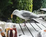 Gaviota roba comida de mesa. Un método casero para ahuyentar pájaros sería no dejar comida expuesta.