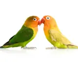 Due inseparabili pappagallini si guardano. Meglio pappagallo maschio o femmina? Entrambi sono bellissimi e colorati.