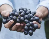 Dłonie trzymające kiść ciemnych winogron. Zastanawiasz się, ile kalorii mają winogrona? Są niskokaloryczne i pełne witamin.