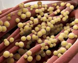 Ingrandimento di fibre rosse con batteri sferici gialli, possibile infezione naso stafilococco.