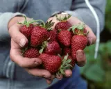 Hands cradle a bounty of ripe, red strawberries, a testament to the continuous harvest from day neutral strawberry plants.