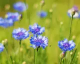 Champ de bleuets éclatants, une petite abeille vole près d'une fleur. L'eau de bleuet, bien que belle, peut présenter un danger.