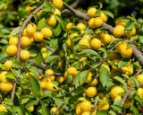 Un mirabellier bien chargé de fruits jaunes. Combien de temps pour avoir des fruits ? Souvent 3 à 5 ans après plantation.