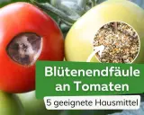 Tomaten mit Blütenendfäule, verursacht durch Kalziummangel. Ein Kreis zeigt zerstoßene Eierschalen als Hausmittel.