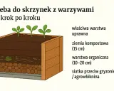 Warzywniak w skrzyniach z warstwami: ziemia kompostowa, warstwa organiczna i siatka. Idealny do uprawy warzyw.