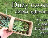 Ogławianie czosnku: Zyskaj 30% większe główki i obfite zbiory