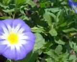 Une belle de jour fleur, d'un bleu éclatant avec un cœur jaune, s'épanouit au soleil, entourée de feuilles vertes luxuriantes.