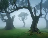 Mystische Bäume im Fanal Forest auf Madeira, umhüllt von Nebel. Moosbedeckte Stämme ragen in den Dunst, ein magischer Anblick.