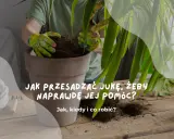Ręce w rękawiczkach przesadzają jukę do nowej doniczki. Dowiedz się, jak przesadzić jukę, by jej pomóc.