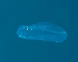 Una medusa qualle trasparente fluttua nell'acqua blu, mostrando le sue delicate strutture interne.