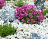Rocalla con flores rosas y verdes, piedras blancas y grises. Ideas para como hacer una rocalla.