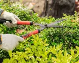 Mains gantées utilisant un sécateur pour l'entretien des haies.