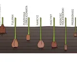 Różne cebulki kwiatowe, w tym lilia św. Józefa, tulipan, hiacynt, szafirek i krokus, posadzone w ziemi na różnych głębokościach.