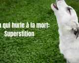 Un chien blanc hurle à la mort, une superstition ancienne. Son cri résonne dans la nuit, alimentant les légendes.