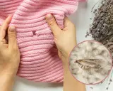 Dziura w różowym swetrze, dowód na obecność moli ubraniowych. Suszona lawenda jako naturalny sposób na mole.