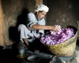Ein Mann mit Turban und Bart sortiert duftende Blüten in einem Korb. Ein Einblick in die omanische Kultur und traditionelle Handwerkskunst.