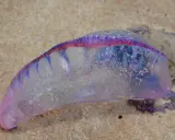 Un Physalia physalis, noto anche come caravella portoghese, spiaggiato sulla sabbia. I suoi colorati tentacoli medusa brillano sotto il sole.