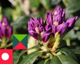 Fioletowe pąki rododendronu, niektóre z widocznymi oznakami chorób, na tle zieleni.