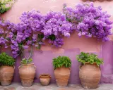 Una exuberante planta morada adorna una pared rosa, con macetas de terracota alineadas abajo.