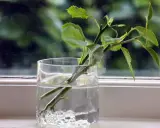 Des tiges de rosier en train de bouturer dans un verre d'eau, sur un rebord de fenêtre.