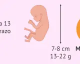 Bebé de 13 semanas de embarazo, mide 7-8 cm y pesa 13-22 g, similar a un melocotón.