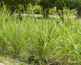 Lush green lemongrass plants grow in a garden. This image makes you wonder if lemongrass can survive winter.