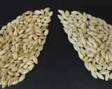 Two piles of barley grains on a black background. The left pile is darker, showing what is malted barley. The right pile is lighter, showing raw barley.