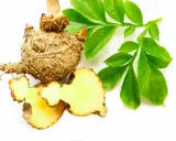 Bulwa konjac, znana też jako Amorphophallus konjac, z zielonymi liśćmi. Pokazuje, konjac co to jest za roślina.