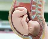 Model anatomiczny przedstawia dziecko w łonie matki w prawidłowym **położeniu główkowym**.