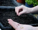 Main tenant, avec soin, sème des graines de persil dans la terre humide. Bientôt, de jeunes pousses vertes émergeront.